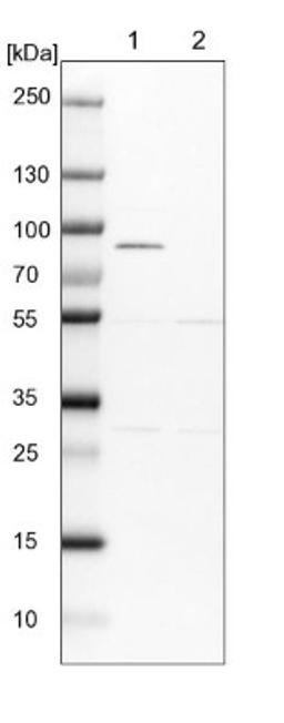 Western Blot: NEK8 Antibody [NBP1-82539] - Lane 1: NIH-3T3 cell lysate (Mouse embryonic fibroblast cells)<br/>Lane 2: NBT-II cell lysate (Rat Wistar bladder tumour cells)