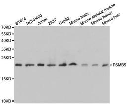 Western blot analysis of extracts of various cell lines using PSMB5 antibody