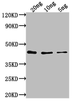 Western Blot. Positive WB detected in Recombinant protein. All lanes: Htra1 antibody at 1:2000. Secondary. Goat polyclonal to rabbit IgG at 1/50000 dilution. Predicted band size: 39 kDa. Observed band size: 40 kDa. 