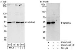 Detection of human NDRG3 by western blot and immunoprecipitation.