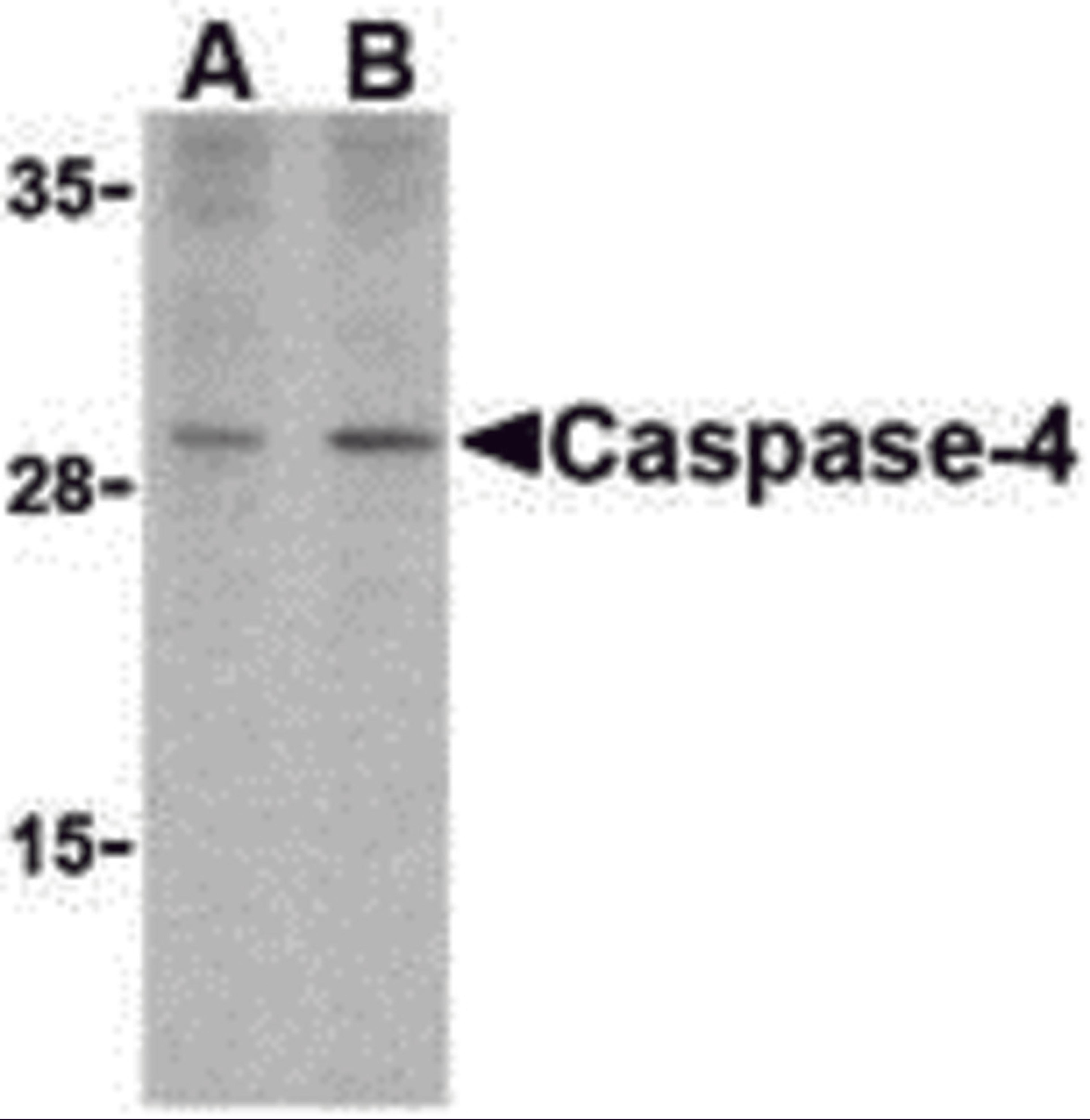 Western blot analysis of caspase-4 in human spleen cells with caspase-4 antibody at (A) 1 and (B) 2 μg/mL.