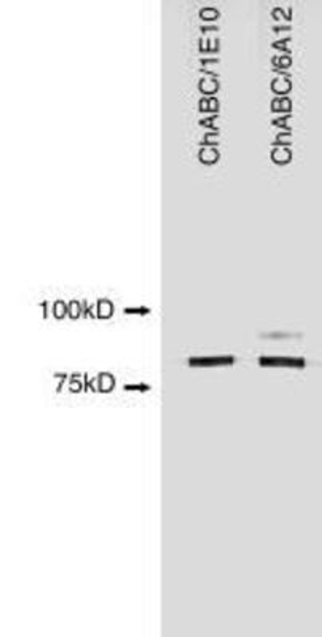 Western Blot: ChABC Antibody (1E10) [NBP1-96141] - (ChABC/1E10) and NBP1-96142 (ChABC/6A12).  See Notes for additional information.