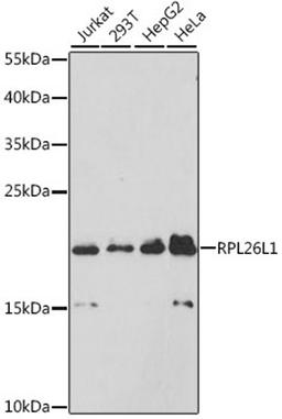 Western blot - RPL26L1 antibody (A9192)