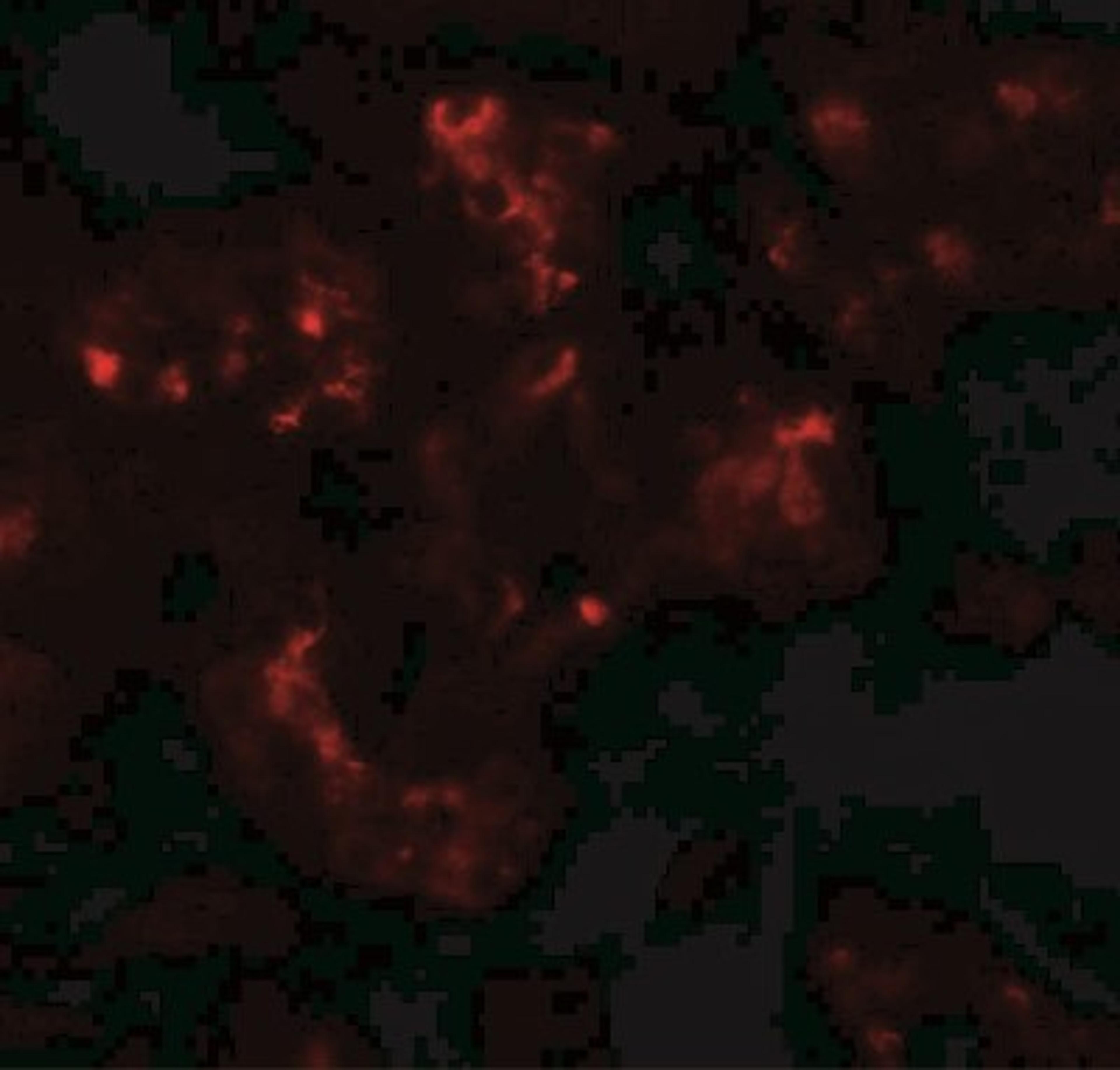 Immunocytochemistry/Immunofluorescence: TTYH2 Antibody [NBP2-41177] - Immunofluorescence of TTYH2 in human kidney tissue with TTYH2 antibody at 20 ug/mL.