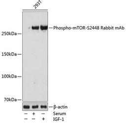 Western blot - Phospho-mTOR-S2448 Rabbit mAb (AP0115)