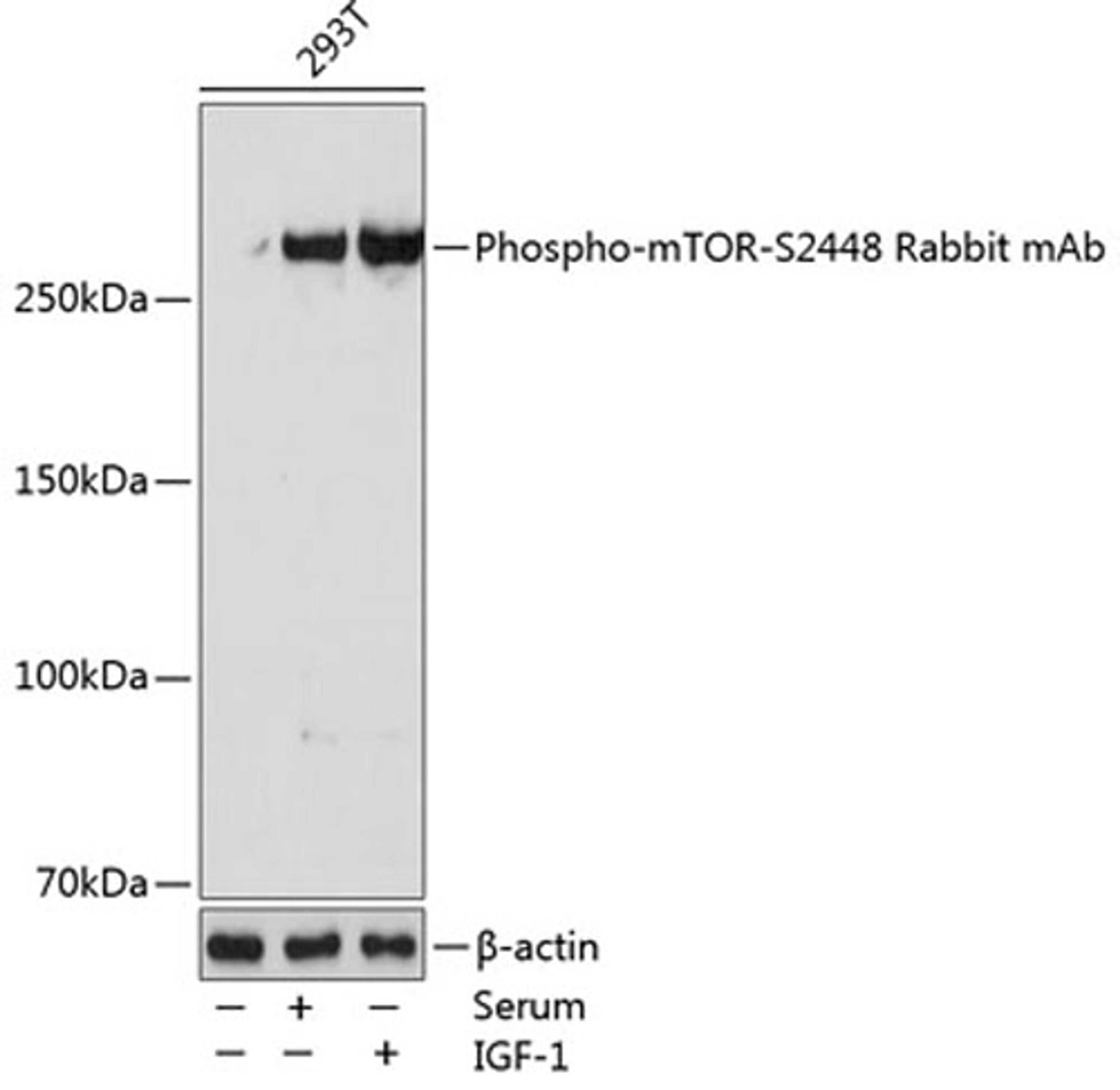 Western blot - Phospho-mTOR-S2448 Rabbit mAb (AP0115)