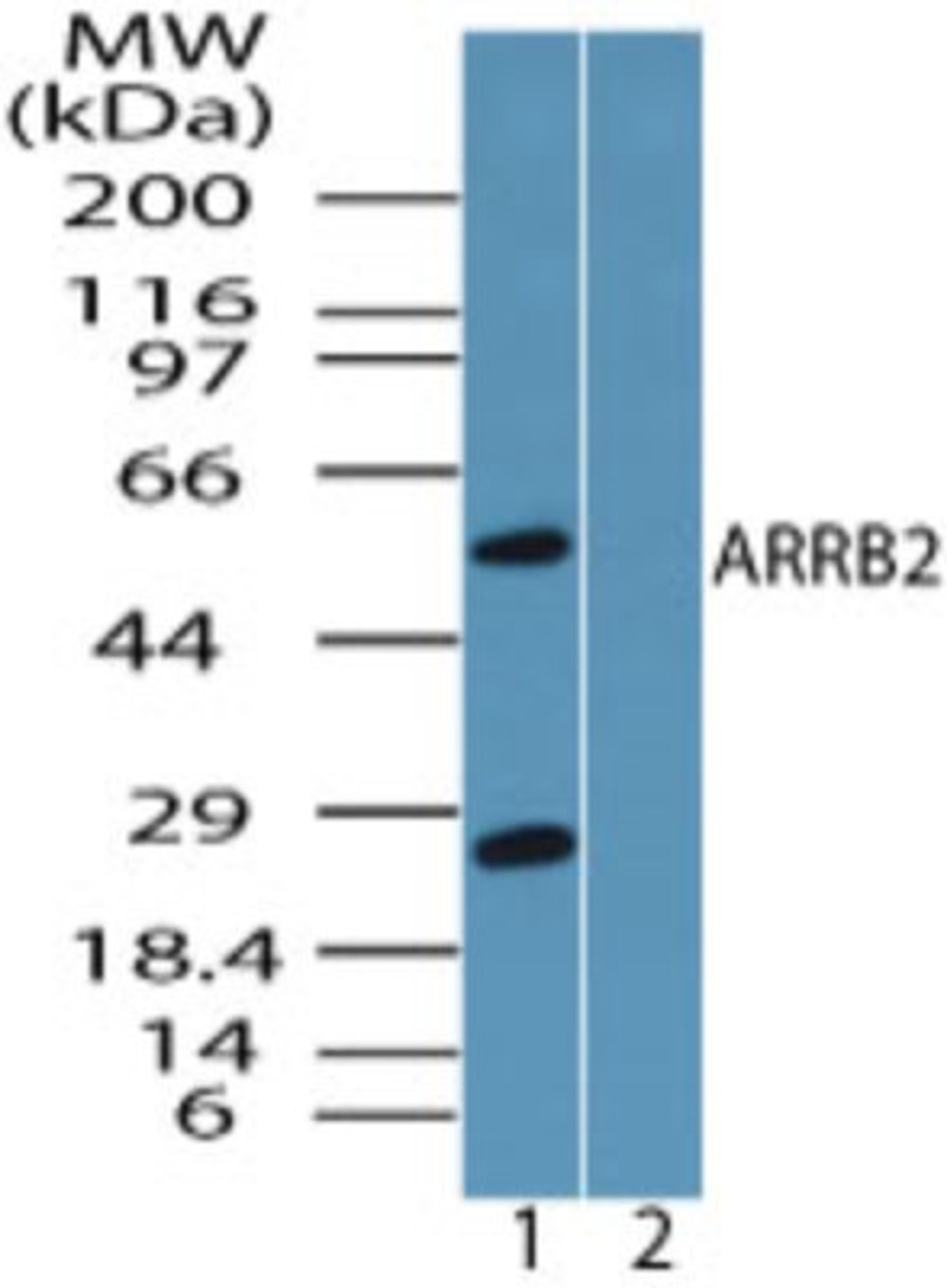 Western Blot: Arrestin beta 2 Antibody [NBP2-24569] - analysis of ARRB2 in HUVEC cell lysate in the 1) absence and 2) presence of immunizing peptide using ARRB2 antibody at 0.25 ug/ml. I goat anti-rabbit Ig HRP secondary antibody and PicoTect ECL substrate solution were used for this test.