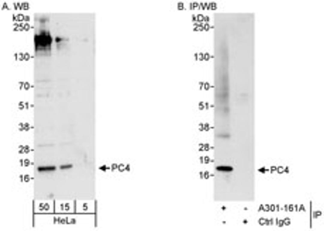 Detection of human PC4 by western blot and immunoprecipitation.