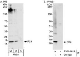 Detection of human PC4 by western blot and immunoprecipitation.