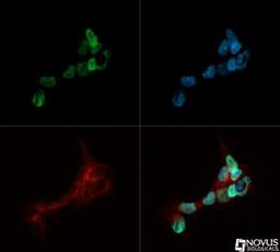 Immunocytochemistry/Immunofluorescence: Nanog Antibody [NB100-58842] - Nanog antibody was tested in DGCR8 knockout Mouse embryonic stem cells (NBA1-19349) with DyLight 488 (green). Nuclei and alpha-tubulin were counterstained with DAPI (blue) and DyLight 550 (red).