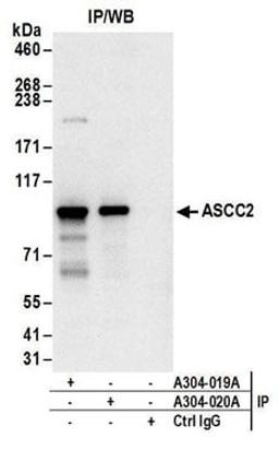 Detection of human ASCC2 by western blot of immunoprecipitates.