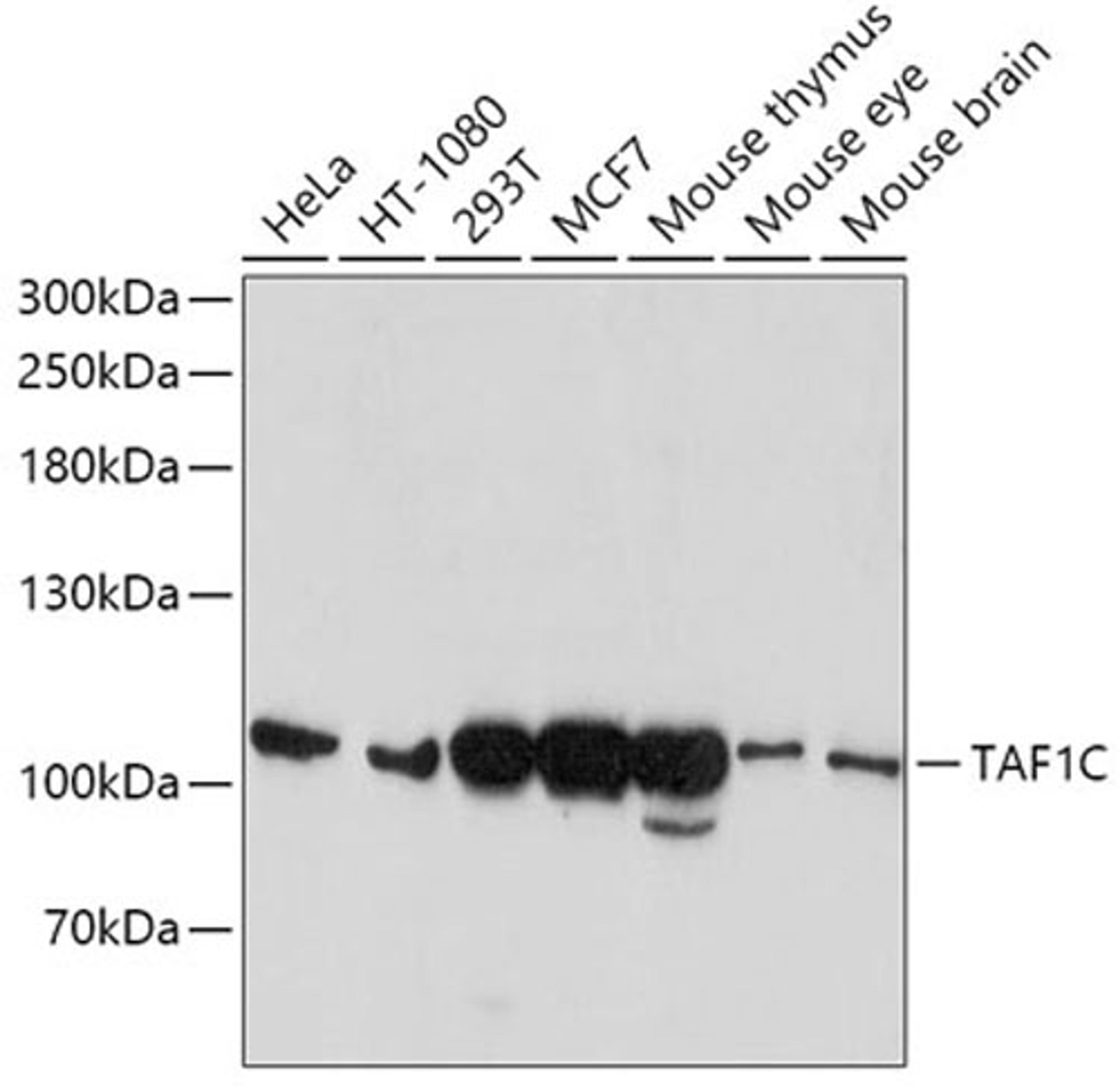 Western blot - TAF1C antibody (A6759)