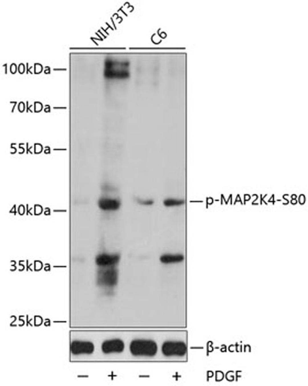 Western blot - Phospho-MAP2K4-S80 antibody (AP0067)