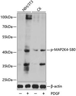 Western blot - Phospho-MAP2K4-S80 antibody (AP0067)