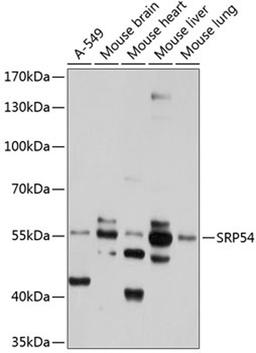 Western blot - SRP54 antibody (A4126)