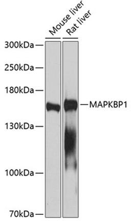 Western blot - MAPKBP1 antibody (A2626)