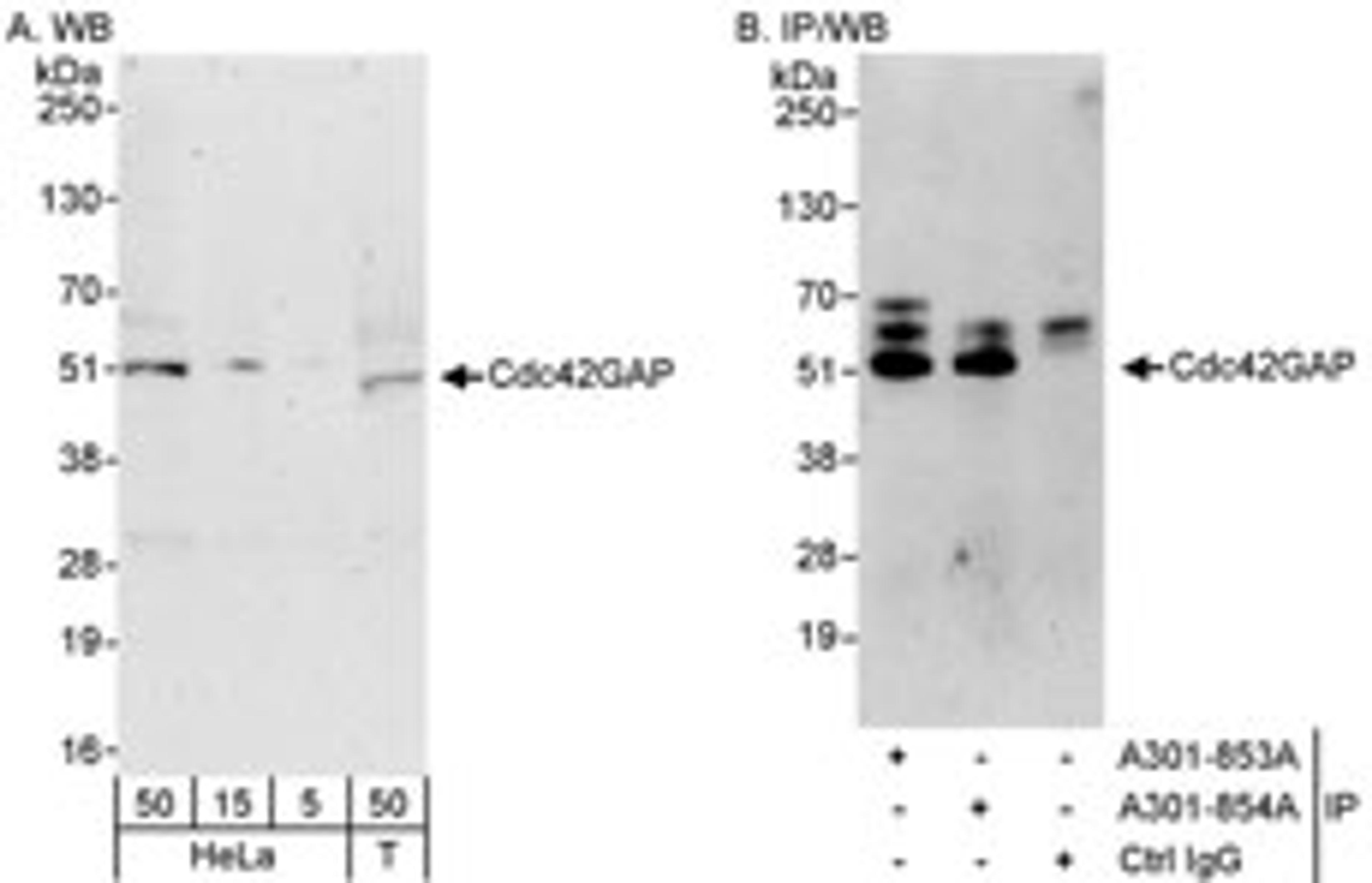 Detection of human Cdc42GAP by western blot and immunoprecipitation.