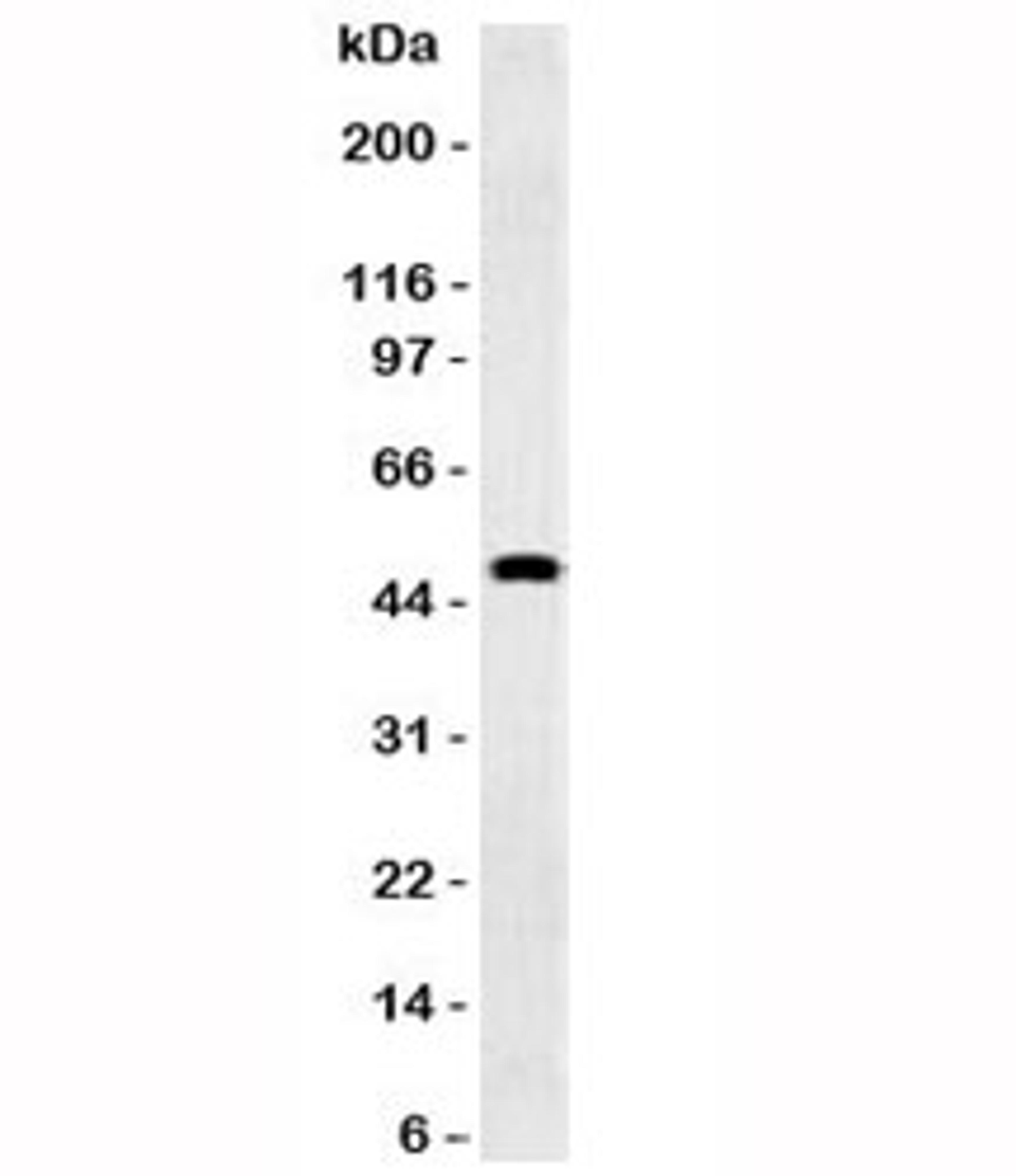 Western blot testing of human brain and GFAP antibody (GFA12-3). Predicted molecular weight ~50 kDa.