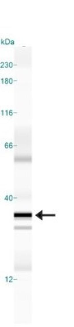 Simple Western: GADD153/CHOP Antibody (9C8) [NB600-1335] - Simple Western lane view shows a specific band for CHOP/GADD153 in 1.0 mg/ml of HeLa lysate.  This experiment was performed under reducing conditions using the 12-230 kDa separation system.