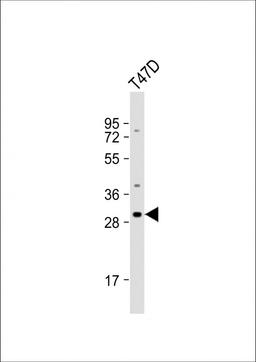 Western Blot at 1:1000 dilution + T47D whole cell lysate Lysates/proteins at 20 ug per lane.