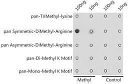 Dot-blot - pan Symmetric-DiMethyl-Arginine antibody (A18261)