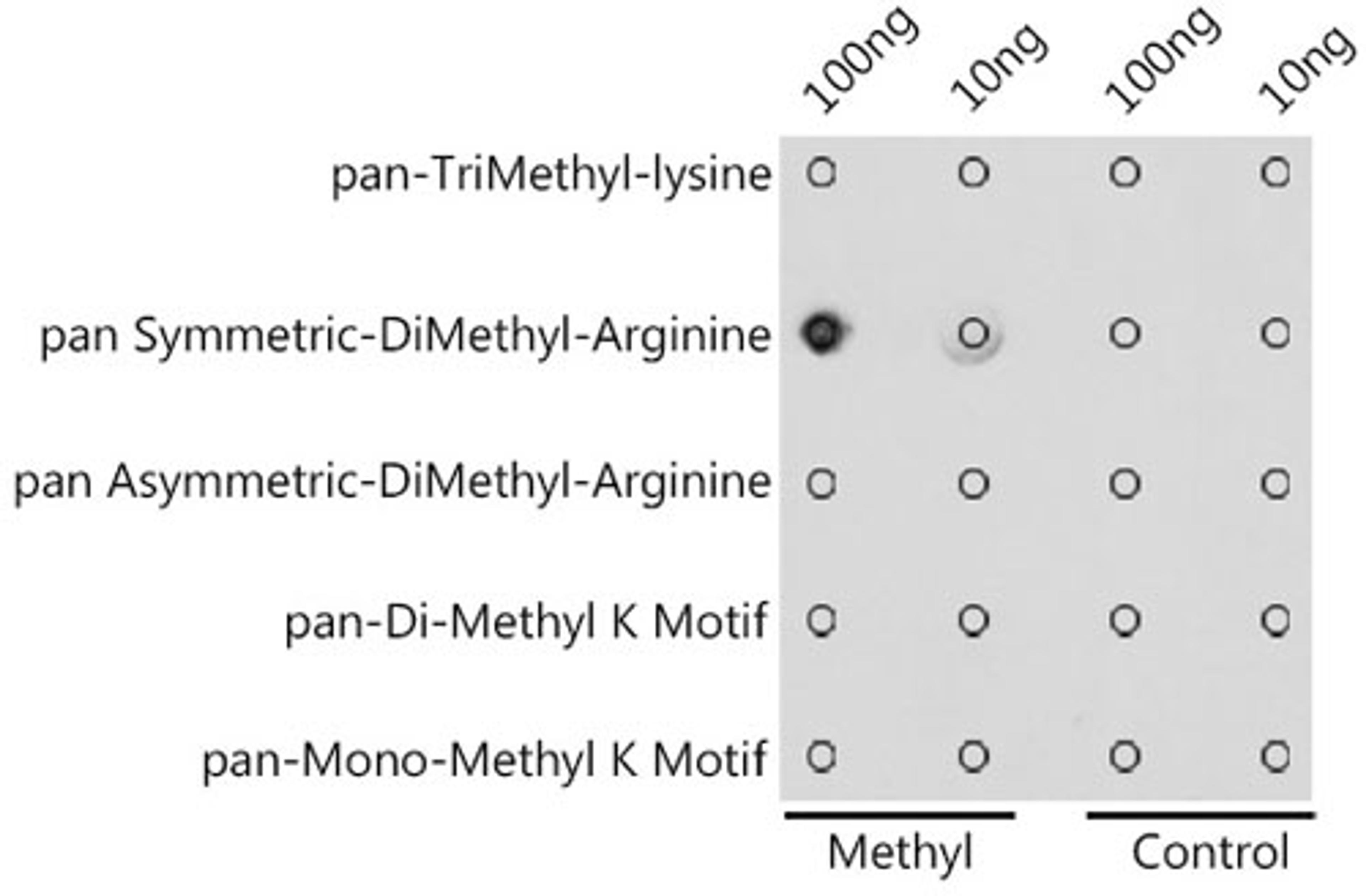 Dot-blot - pan Symmetric-DiMethyl-Arginine antibody (A18261)