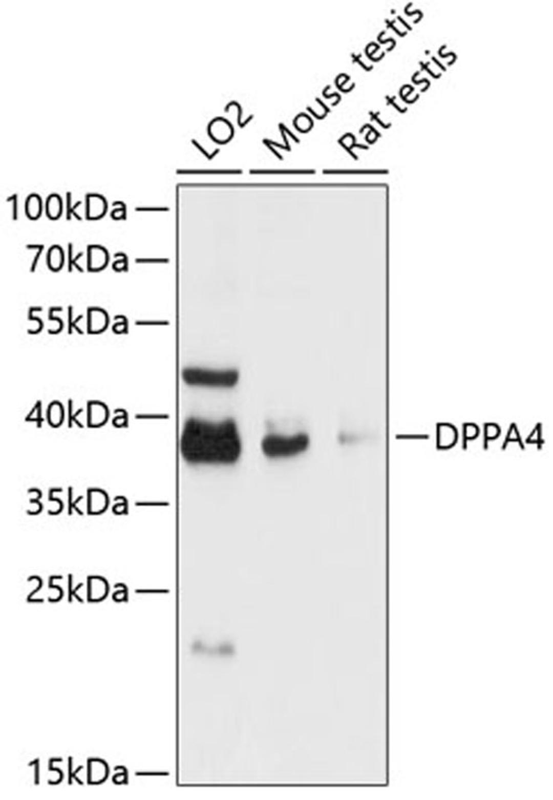 Western blot - DPPA4 antibody (A13724)