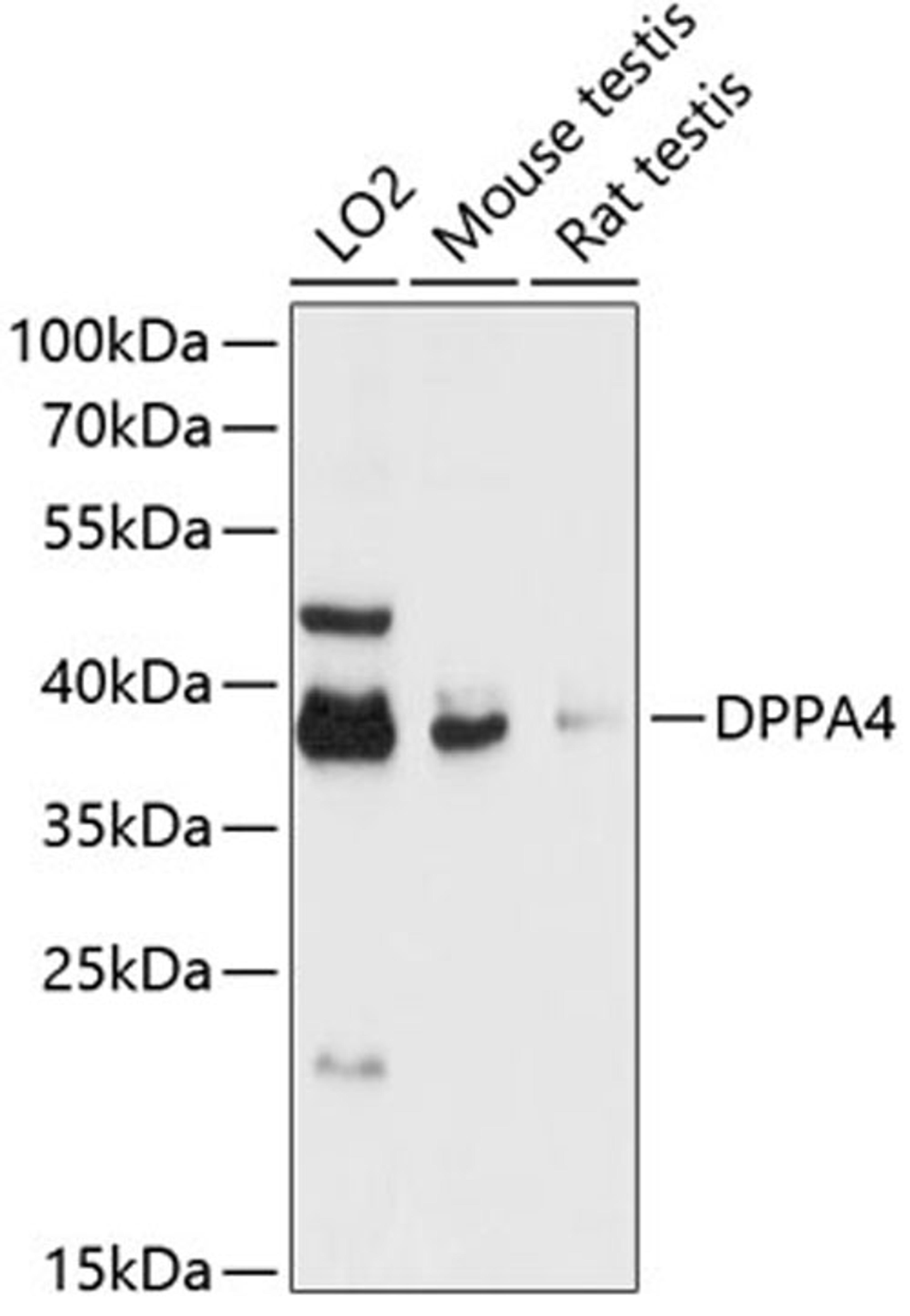 Western blot - DPPA4 antibody (A13724)