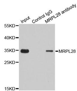 Immunoprecipitation analysis of 200ug extracts of 293T cells using 1ug MRPL28 antibody