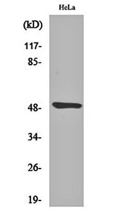 Western blot analysis of Hela cell lysates using Myt 1 antibody