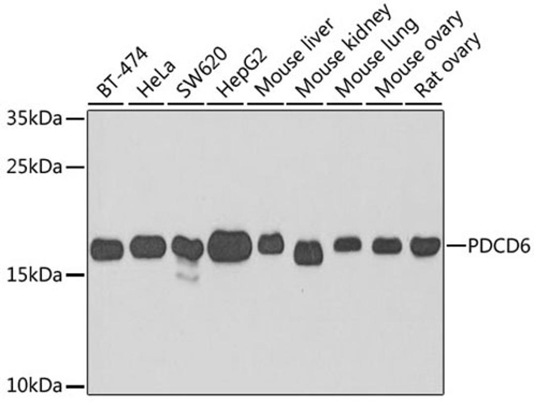 Western blot - PDCD6 antibody (A6685)