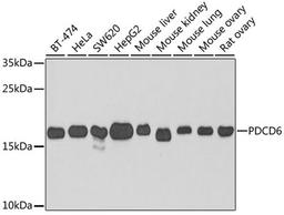 Western blot - PDCD6 antibody (A6685)