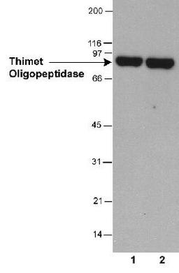 Western Blot: Thimet Oligopeptidase Antibody (4D6) [NB400-146] - Detection of thimet oligopeptidase antibody in HeLa whole cell lysate (30 ug) using NB400-146.  Lane 1: 0.5 ug/ml; lane 2: 2 ug/ml.  1 minute ECL exposure.