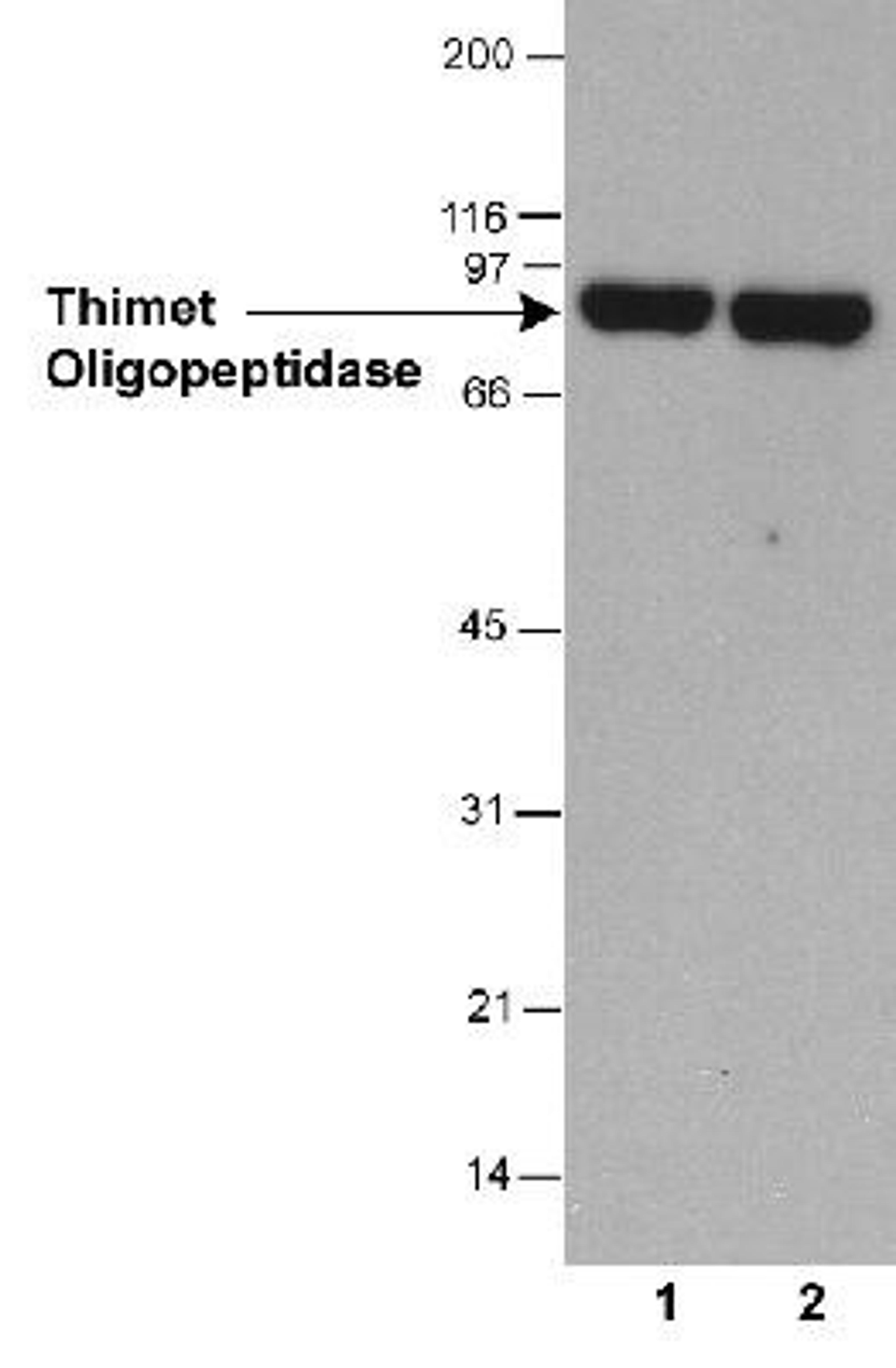 Western Blot: Thimet Oligopeptidase Antibody (4D6) [NB400-146] - Detection of thimet oligopeptidase antibody in HeLa whole cell lysate (30 ug) using NB400-146.  Lane 1: 0.5 ug/ml; lane 2: 2 ug/ml.  1 minute ECL exposure.