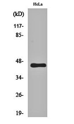 Western blot analysis of Hela cell lysates using GPR38 antibody