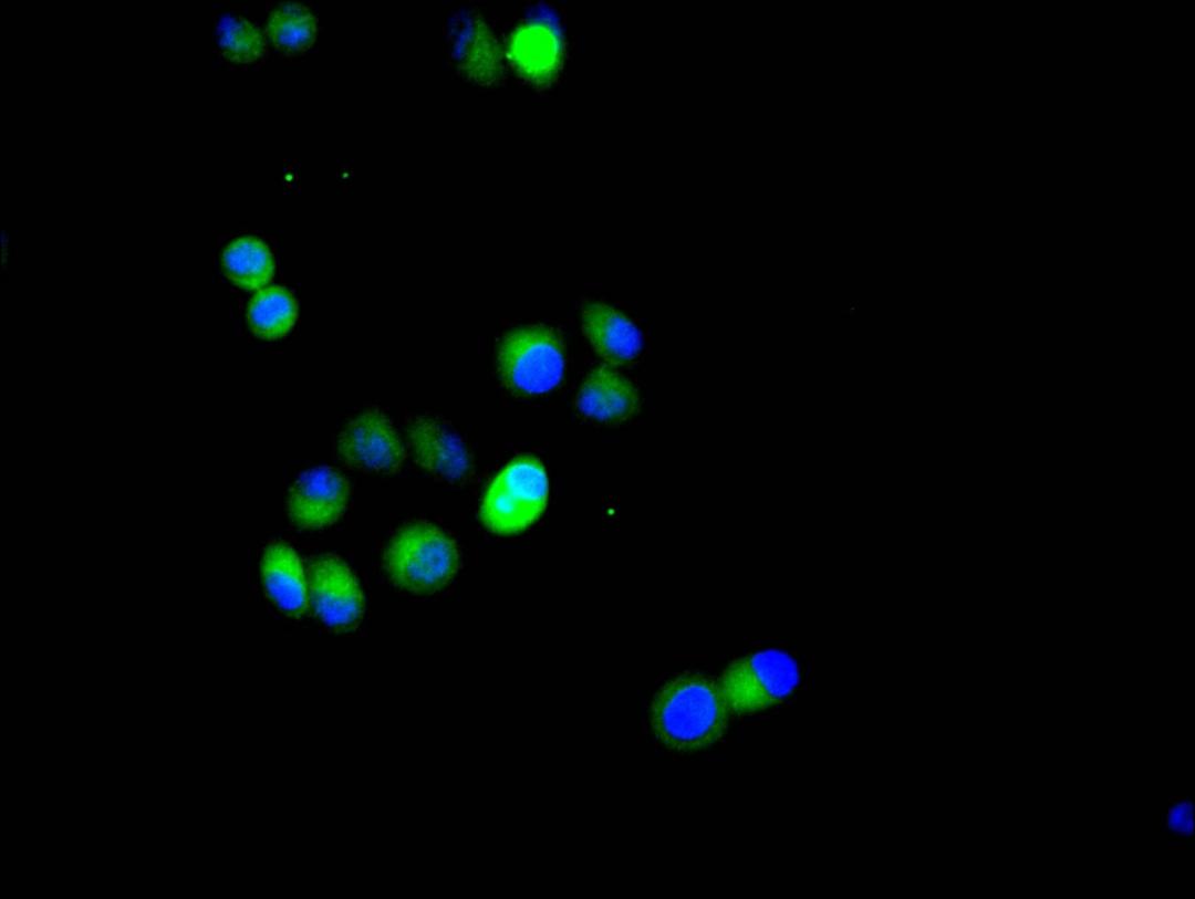 Immunofluorescence staining of Hela cell with CSB-RA624113MA1HU at 1:20, counter-stained with DAPI. The cells were fixed in 4% formaldehyde and blocked in 10% normal Goat Serum. The cells were then incubated with the antibody overnight at 4C. The secondary antibody was FITC-conjugated AffiniPure Goat Anti-Rabbit IgG(H+L).