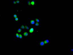 Immunofluorescence staining of Hela cell with CSB-RA624113MA1HU at 1:20, counter-stained with DAPI. The cells were fixed in 4% formaldehyde and blocked in 10% normal Goat Serum. The cells were then incubated with the antibody overnight at 4C. The secondary antibody was FITC-conjugated AffiniPure Goat Anti-Rabbit IgG(H+L).