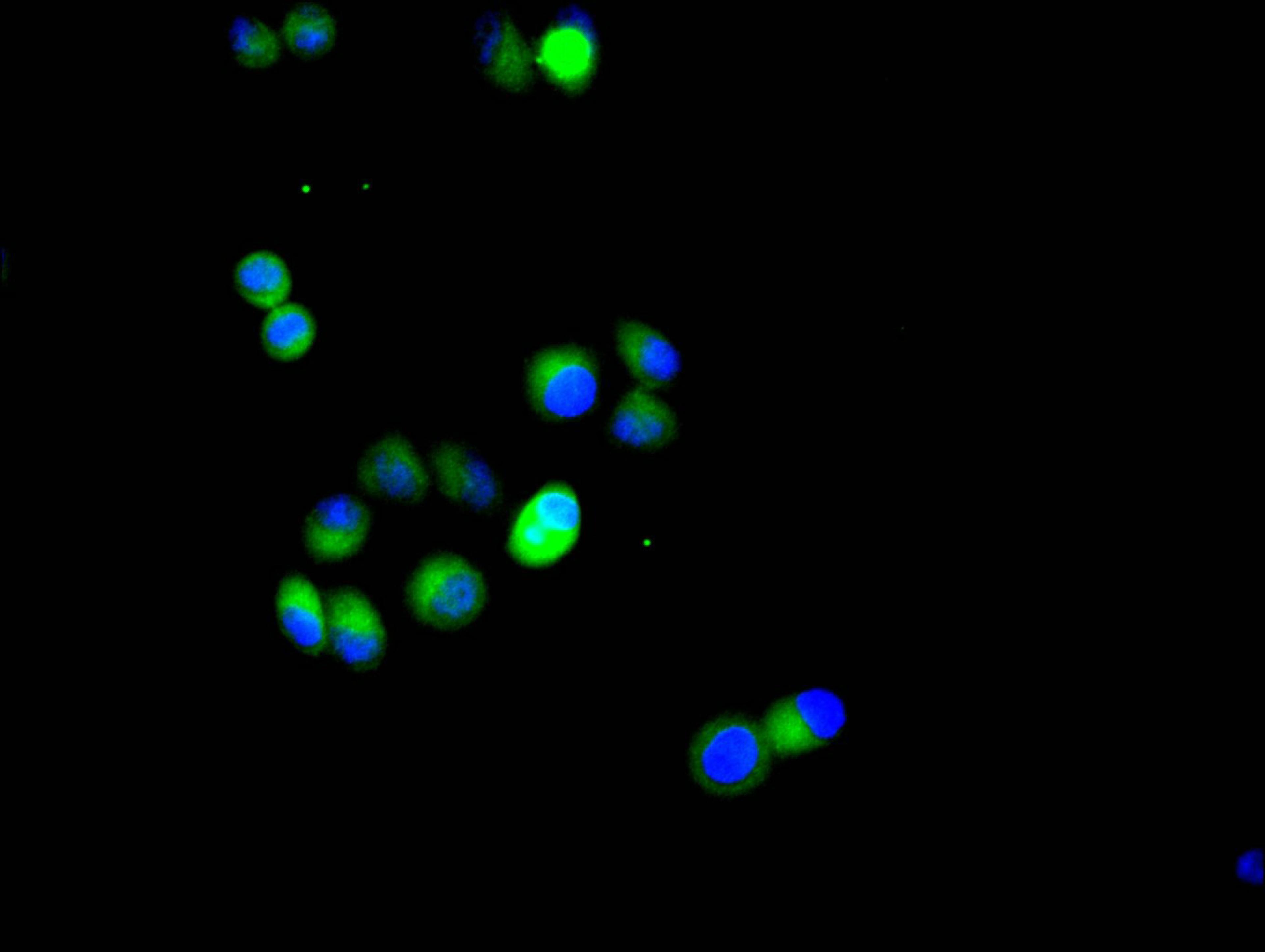 Immunofluorescence staining of Hela cell with CSB-RA624113MA1HU at 1:20, counter-stained with DAPI. The cells were fixed in 4% formaldehyde and blocked in 10% normal Goat Serum. The cells were then incubated with the antibody overnight at 4C. The secondary antibody was FITC-conjugated AffiniPure Goat Anti-Rabbit IgG(H+L).