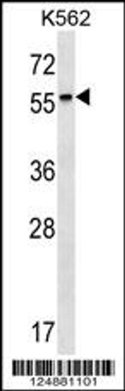 Western blot analysis in K562 cell line lysates (35ug/lane).