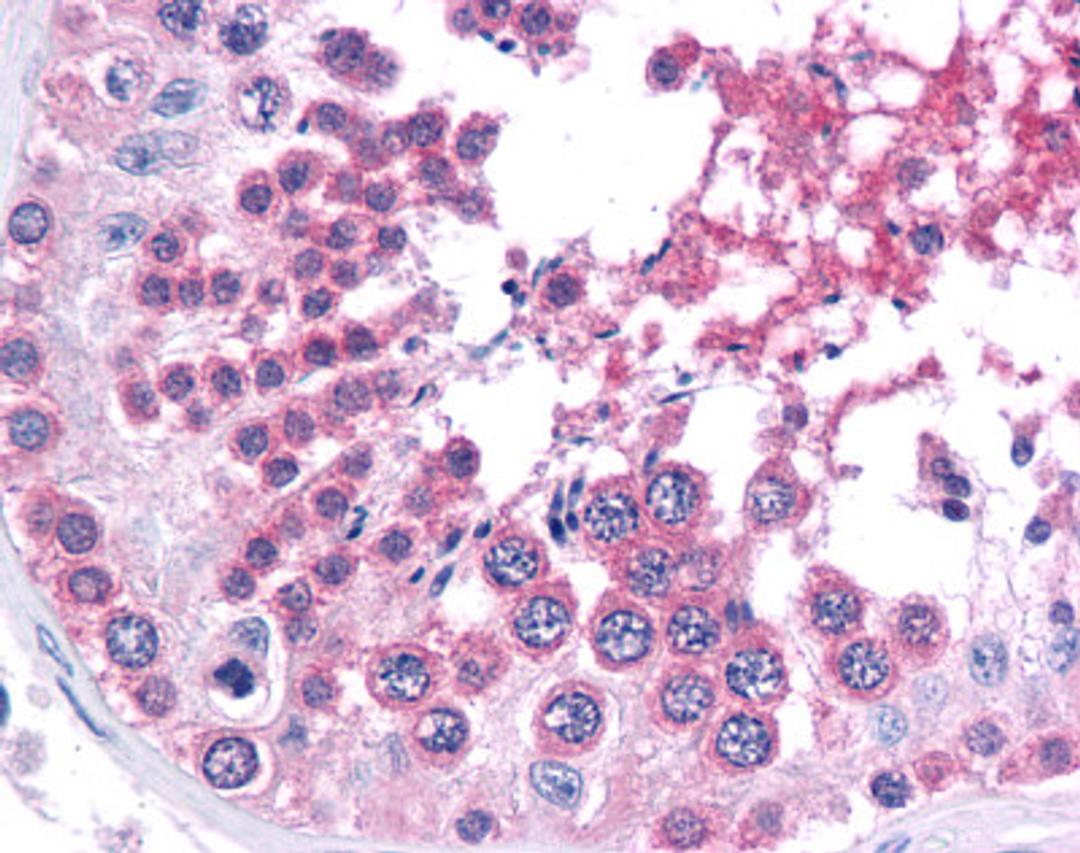 Immunohistochemistry of human testis tissue stained using BRG1 Monoclonal Antibody.