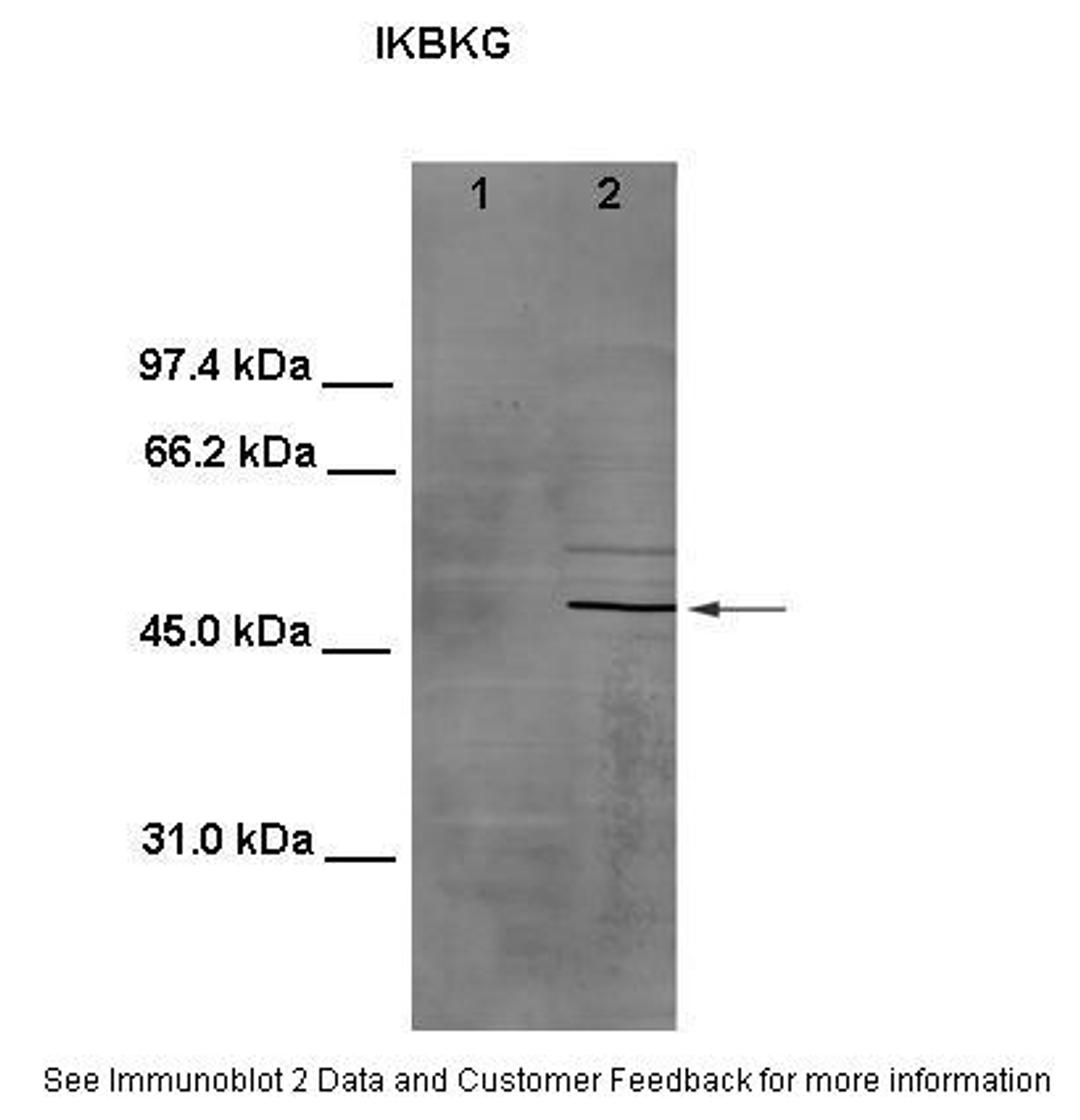 Antibody used in WB on Mouse testis and HeLa at 1:800 (Lanes: 1. 100 ug mouse testis lysate, 2. 100 ug HeLa cell lysate).