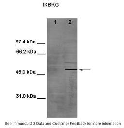 Antibody used in WB on Mouse testis and HeLa at 1:800 (Lanes: 1. 100 ug mouse testis lysate, 2. 100 ug HeLa cell lysate).