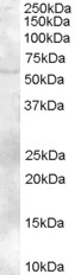 46-543 (2ug/ml) staining of Human Bone Marrow lysate (35ug protein in RIPA buffer). Primary incubation was 1 hour. Detected by chemiluminescence.