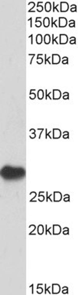 46-148 (1ug/ml) staining of Human Bone Marrow lysate (35ug protein in RIPA buffer). Detected by chemiluminescence.