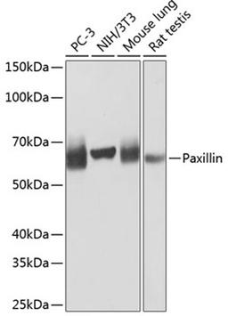 Western blot - Paxillin antibody (A19100)