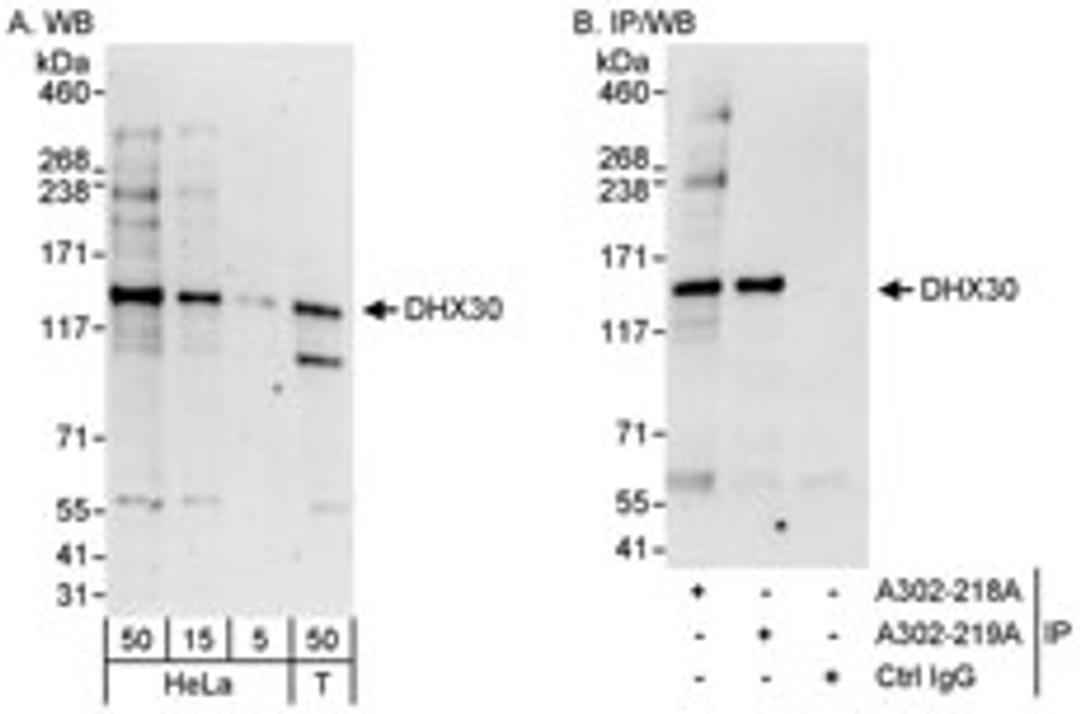 Detection of human DHX30 by western blot and immunoprecipitation.