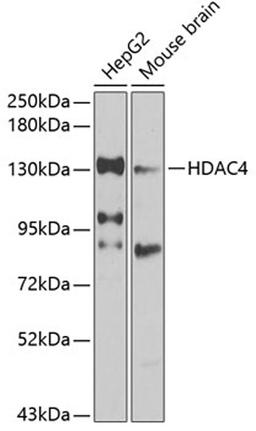 Western blot - HDAC4 antibody (A0179)