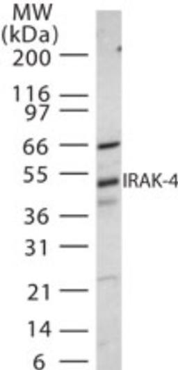 Western Blot: IRAK4 Antibody [NB500-597] - Analysis of IRAK-4 in 30 ugs of NIH 3T3 cell lysate using this antibody at 1:500 dilution.