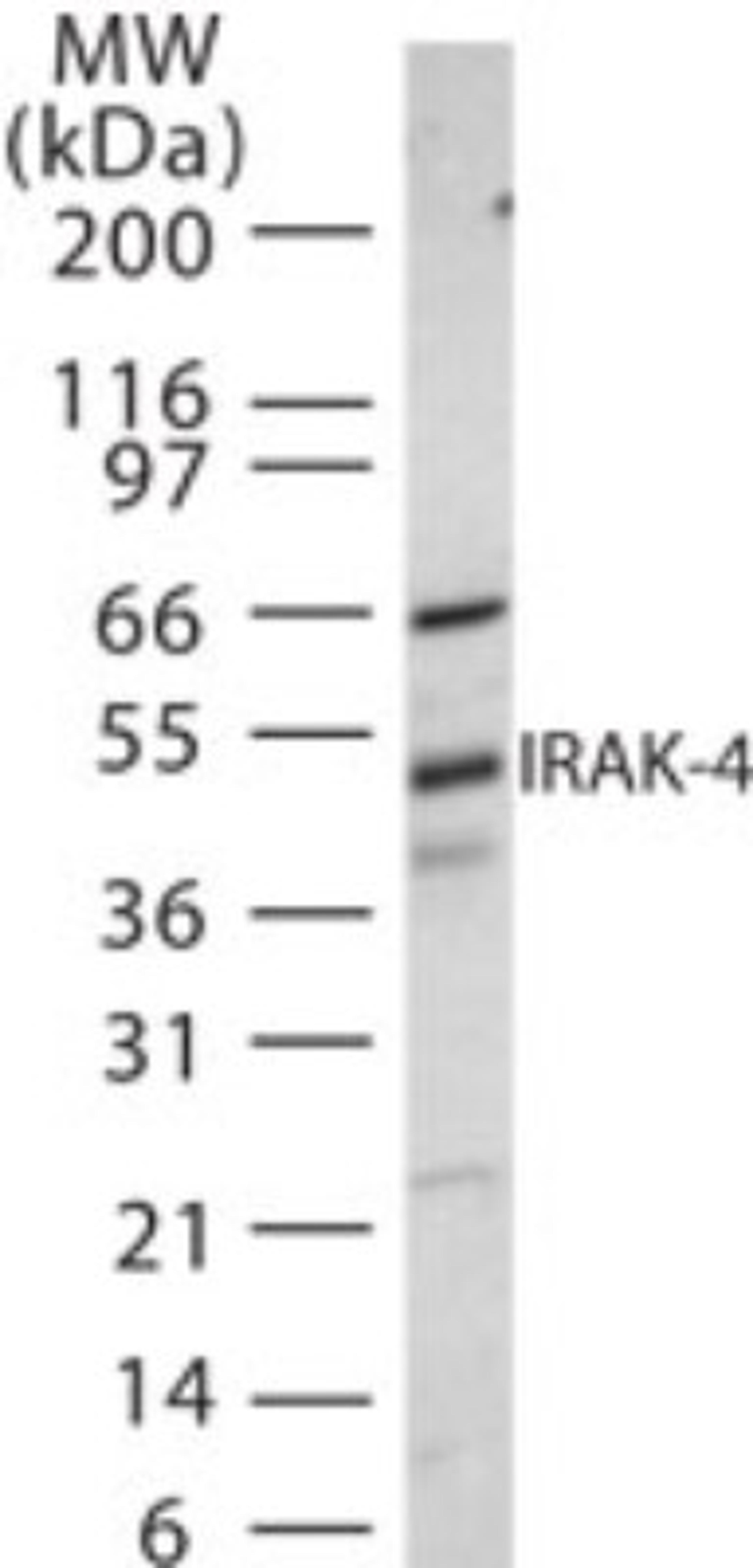 Western Blot: IRAK4 Antibody [NB500-597] - Analysis of IRAK-4 in 30 ugs of NIH 3T3 cell lysate using this antibody at 1:500 dilution.