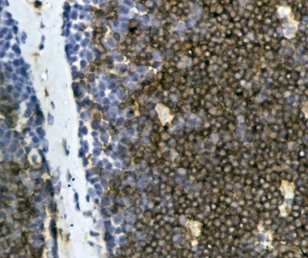 Detection of Mouse anti Bovine CD4 in an immunohistochemical analysis